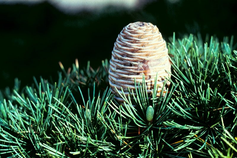 Cedrus deodara шишки