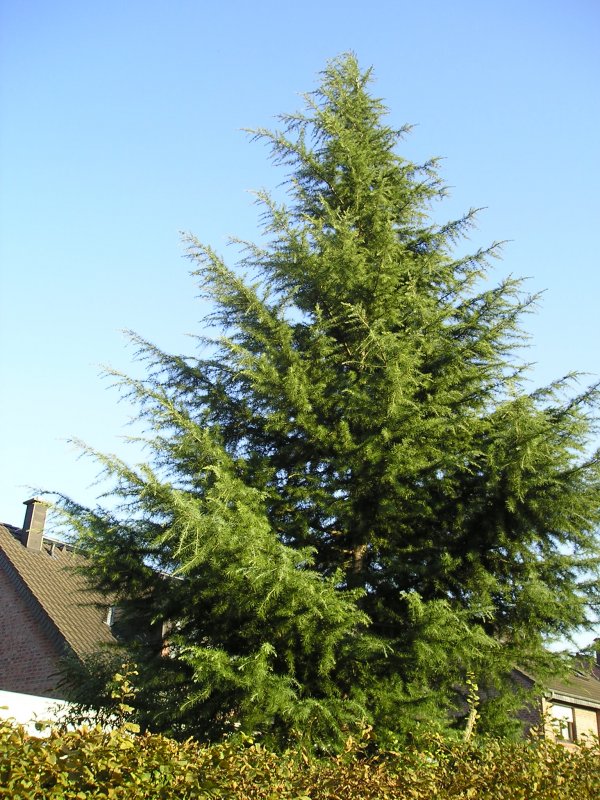 Cedrus deodara Aurea