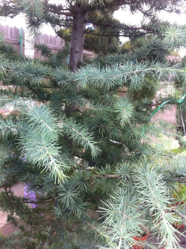 Кедр Гималайский
