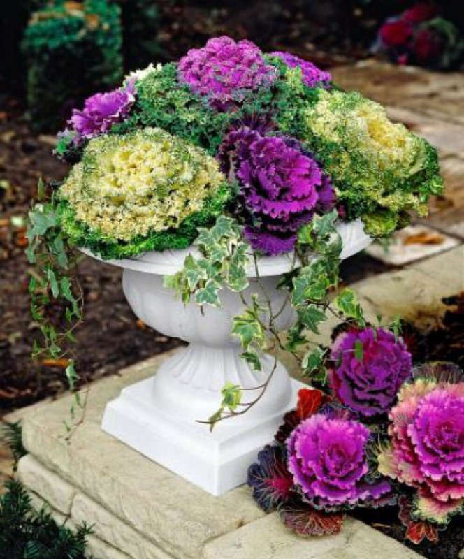 Декоративная капуста Brassica oleracea
