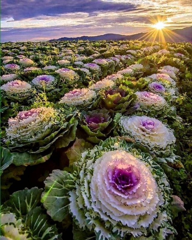 Брассика Санрайз