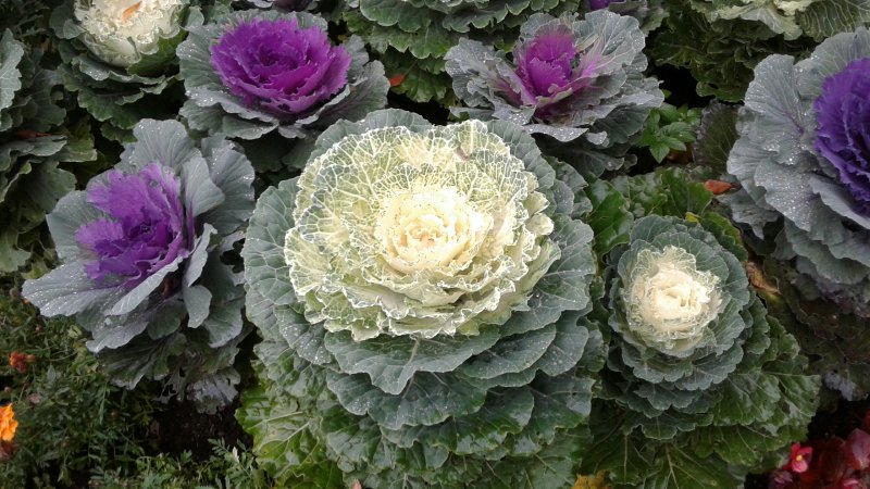 Капуста декоративная (Brassica oleracea) Nagoya Mix