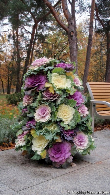 Декларативная капуста