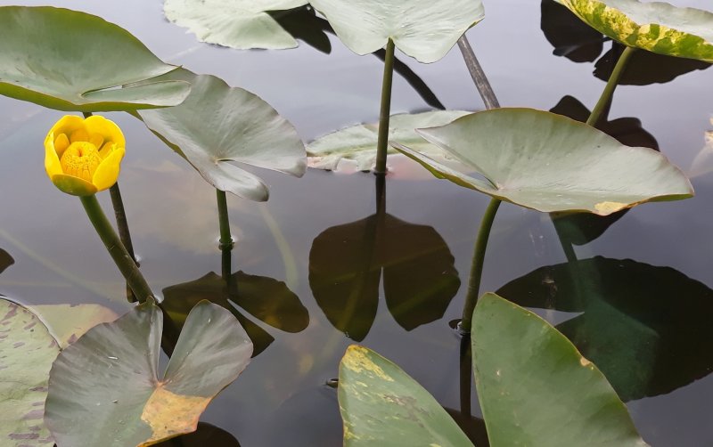 Кубышка японская Nuphar japonica