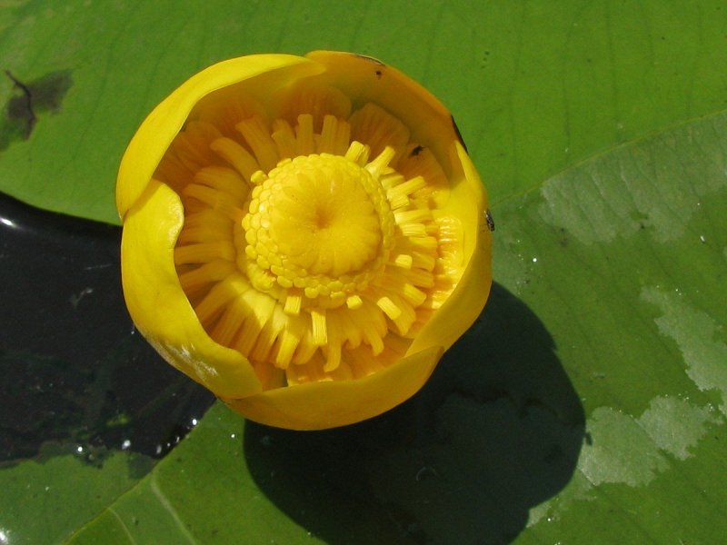 Кубышка (Nuphar)