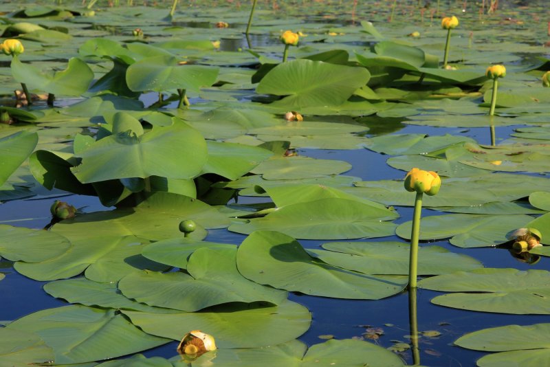 Кубышка (Nuphar)