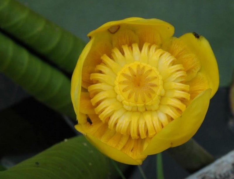 Кубышка (Nuphar)