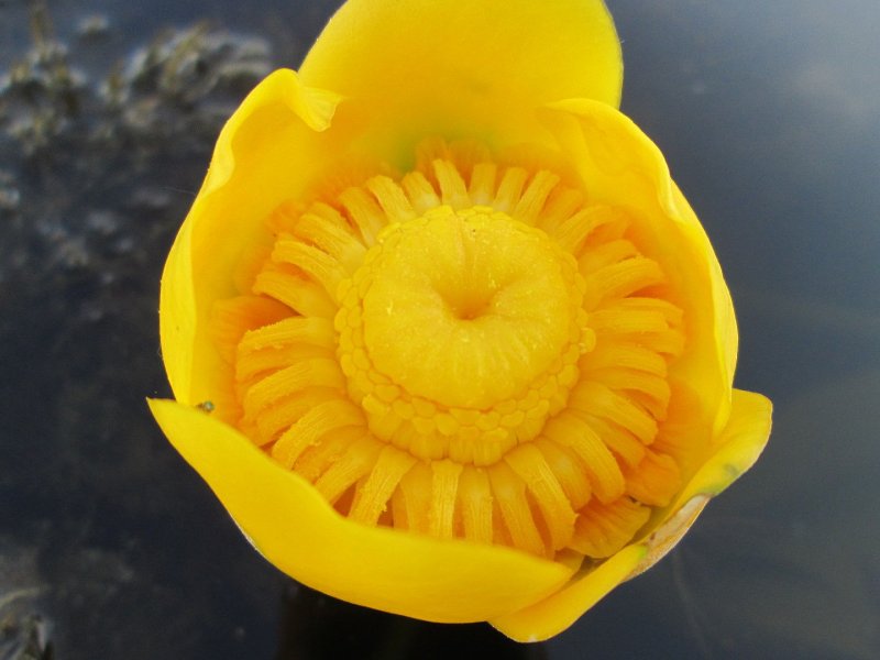 Кубышка желтая — Nuphar lutea (l.) Smith