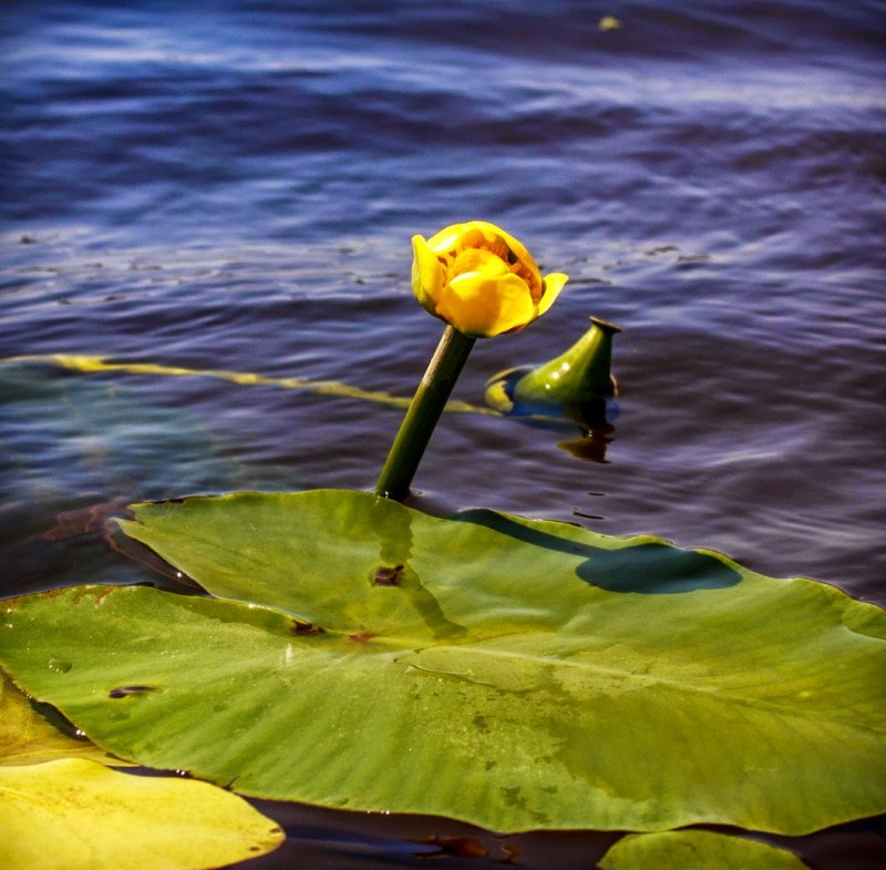 Nuphar pumila