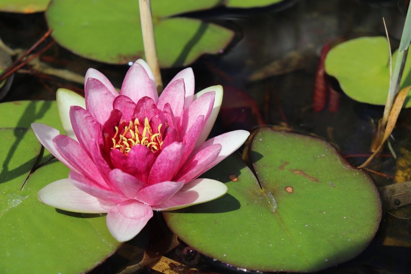 Кубышка малая – Nuphar pumila (Timm) DC.
