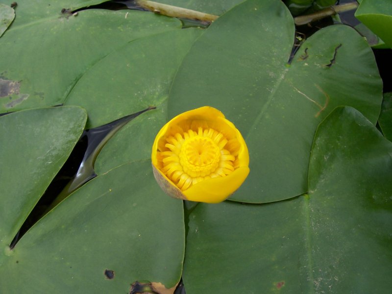 Кубышка (Nuphar)