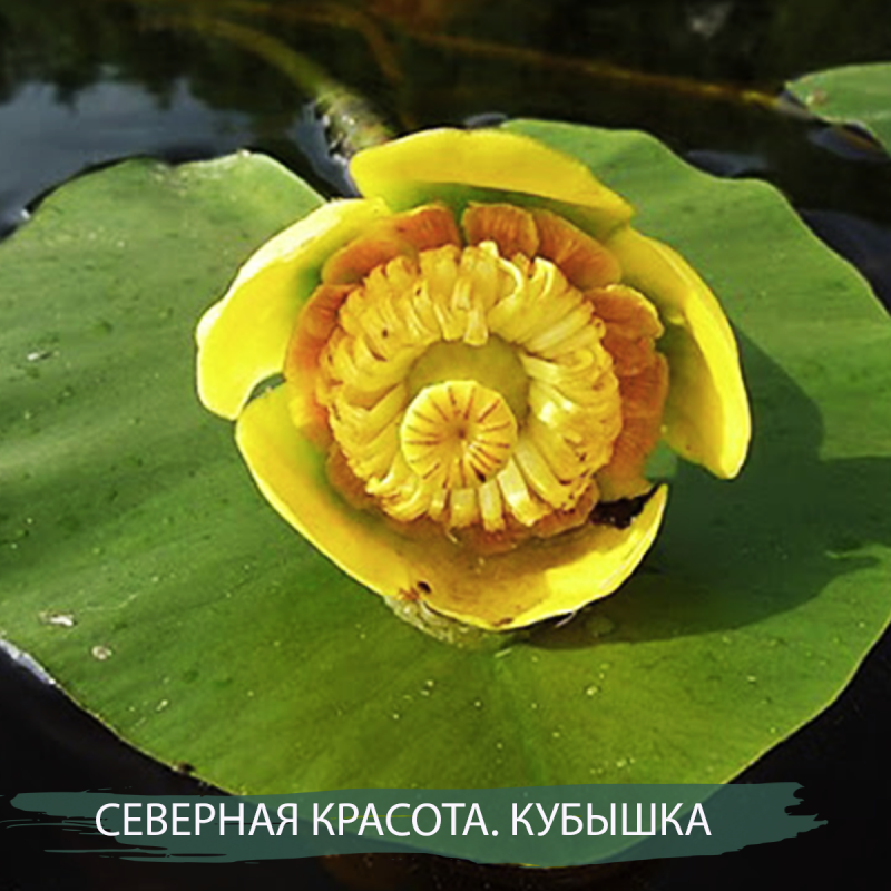 Кубышка малая