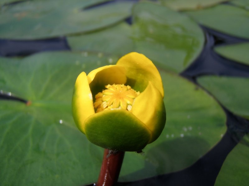 Кубышка малая (Nuphar pumila)