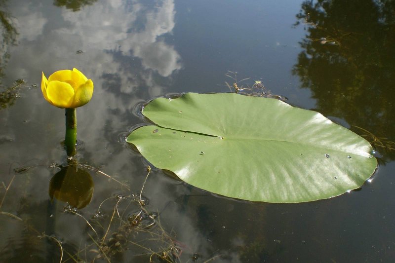 Кубышка желтая (Nuphar lutea)