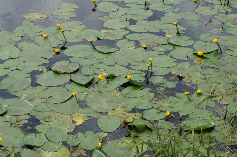 Кубышка Nuphar lutea