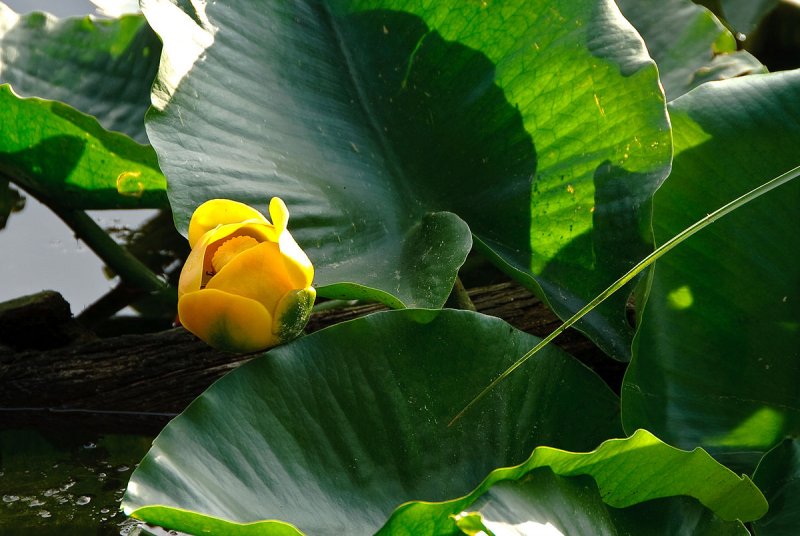 Кубышка желтая (Nuphar lutea)