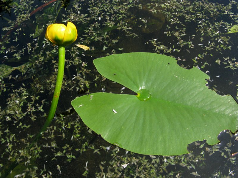 Nuphar lutea