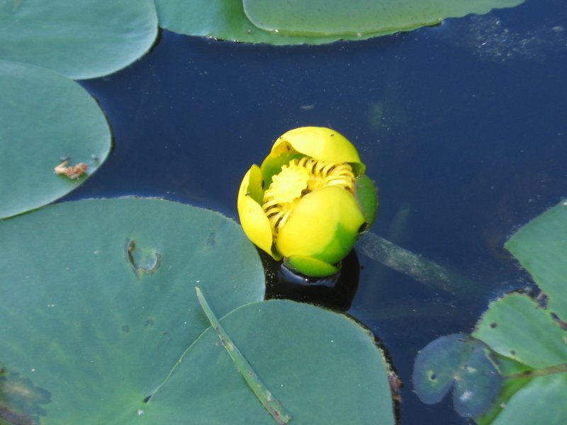 Кубышка японская Nuphar japonica
