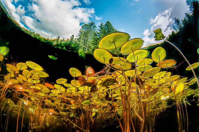 Кубышка желтая (Nuphar lutea)