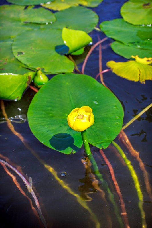 Кубышка Nuphar lutea