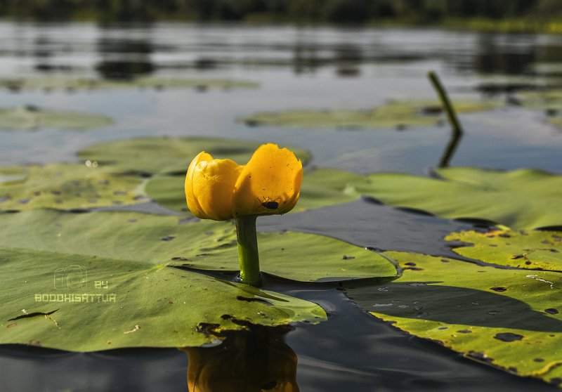 Кубышка желтая (Nuphar lutea)