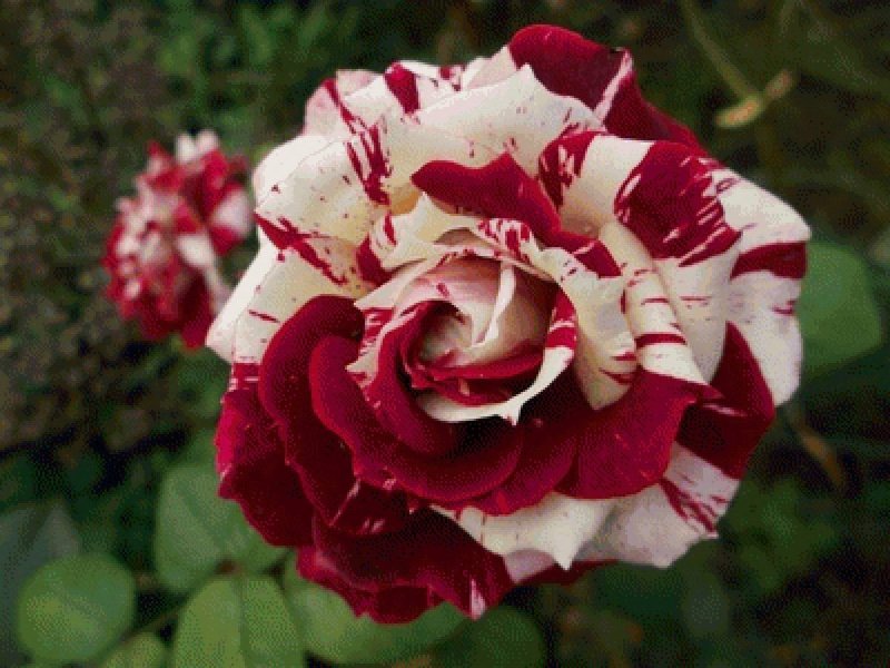 Двухцветные розы сорта двухцветные розы сорта (105 фото)
