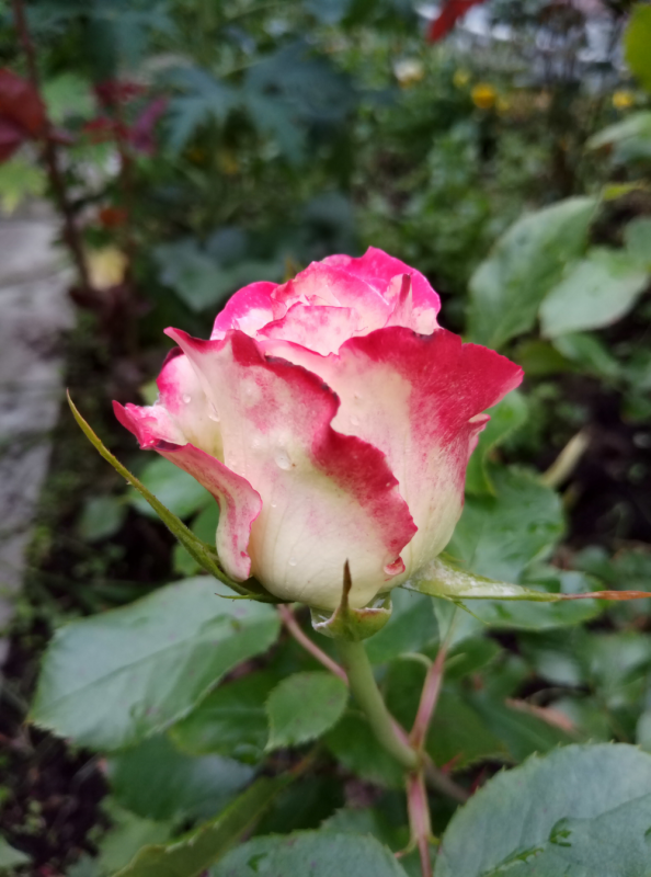 Роза Анакира