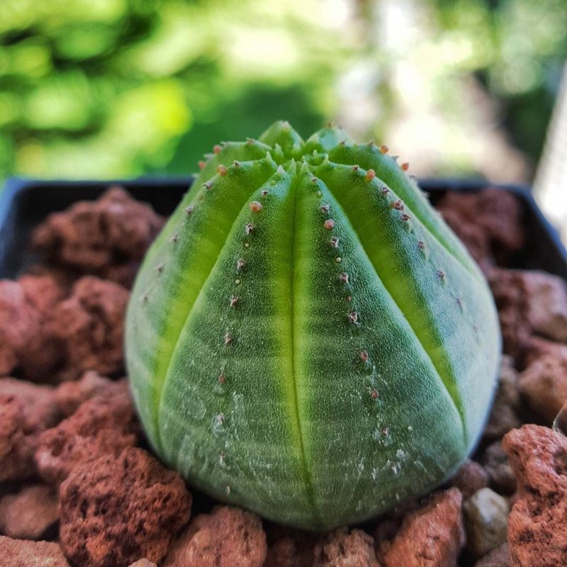 Суккулент Euphorbia obesa
