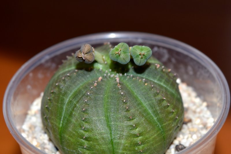 Молочай тучный (Baseball Plant)