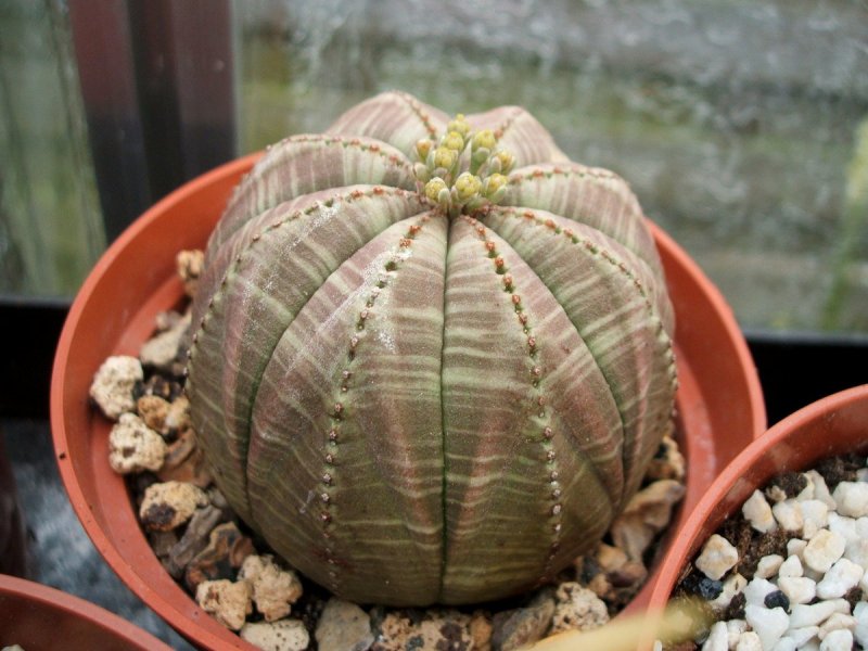 Молочай тучный (Euphorbia obesa)