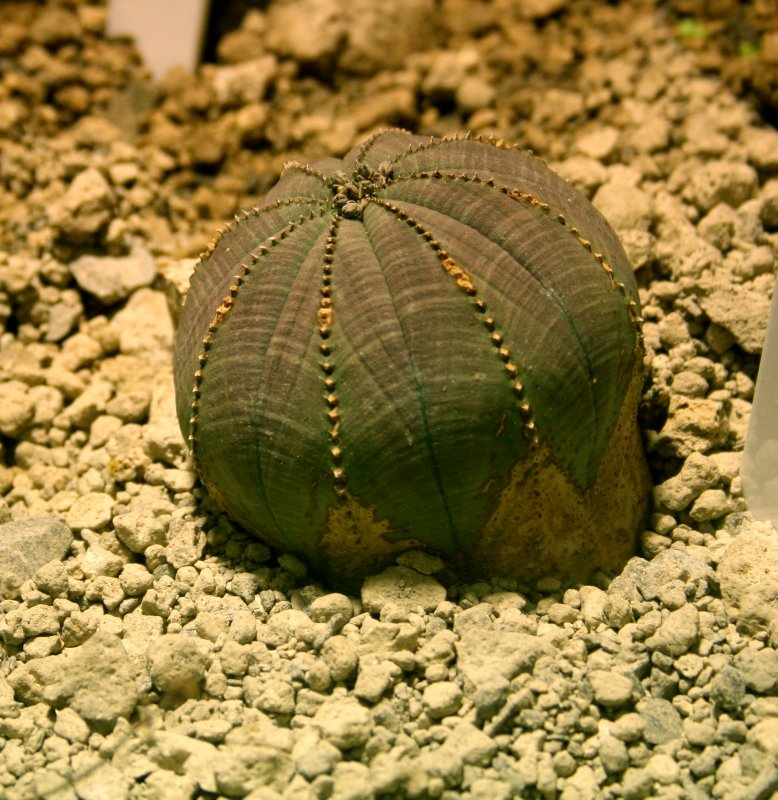 Суккулент Euphorbia obesa