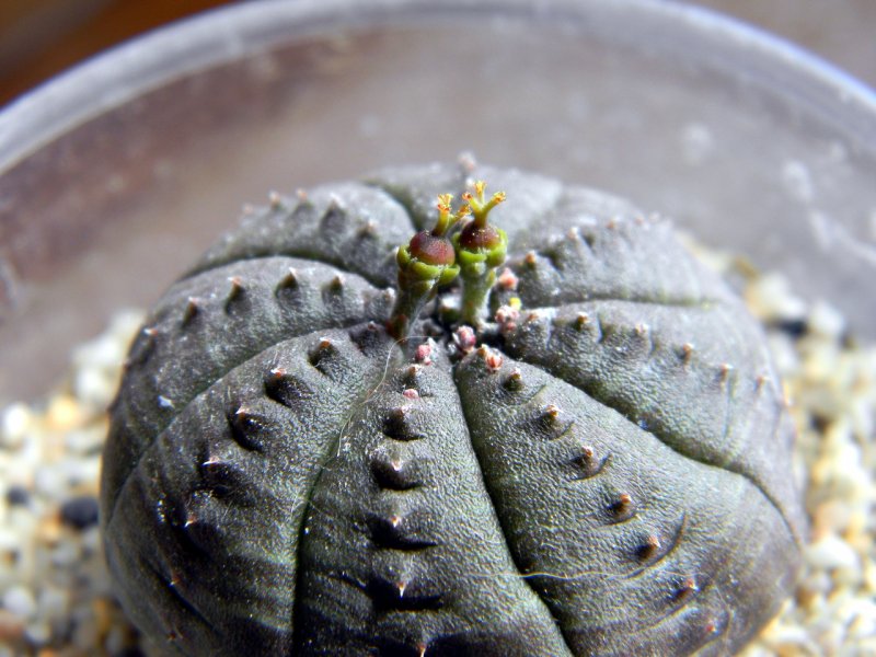 Суккулент Euphorbia obesa
