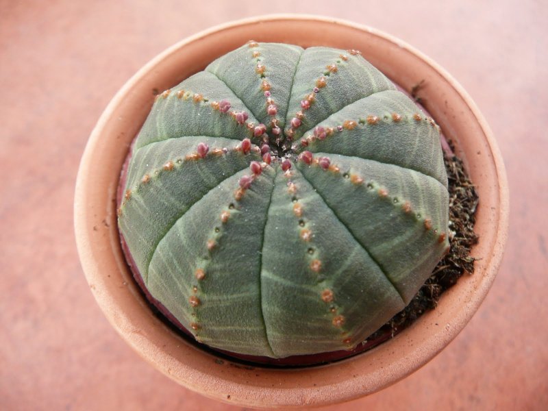 Euphorbia obesa/эуфорбия обеса
