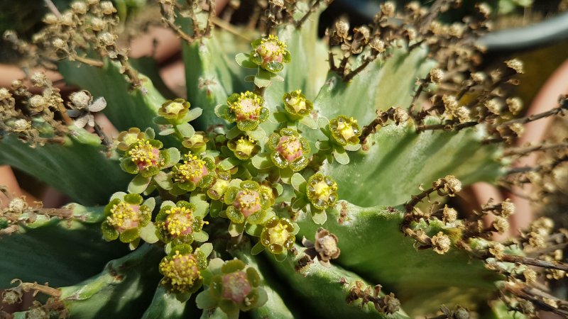 Эуфорбия сарsaintemariensis