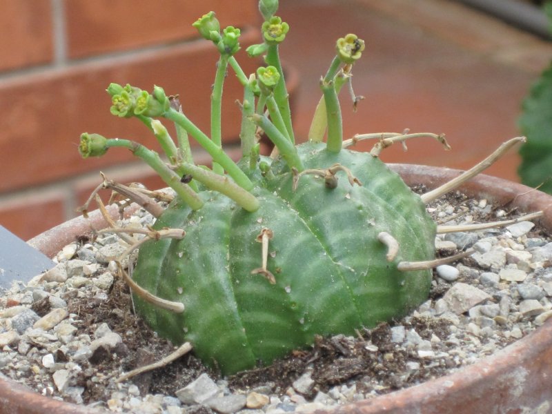 Роза Euphorbia