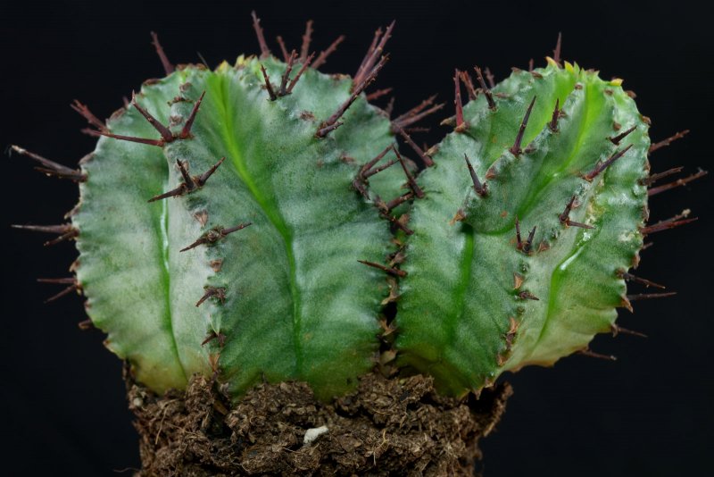 Euphorbia canariensis Pot