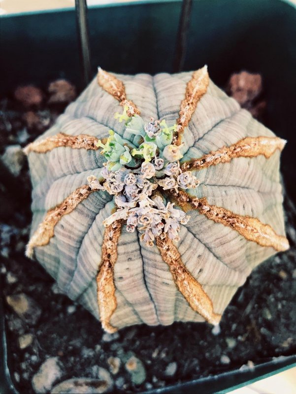 Euphorbia meloformis