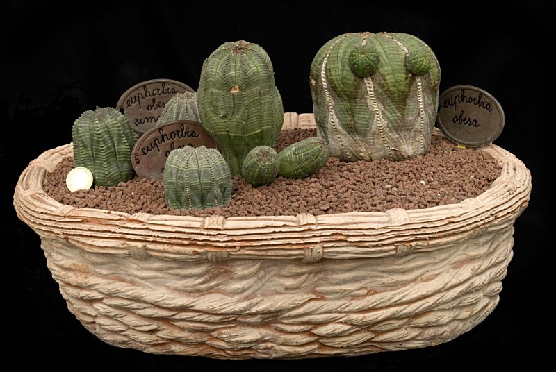 Суккулент Euphorbia obesa