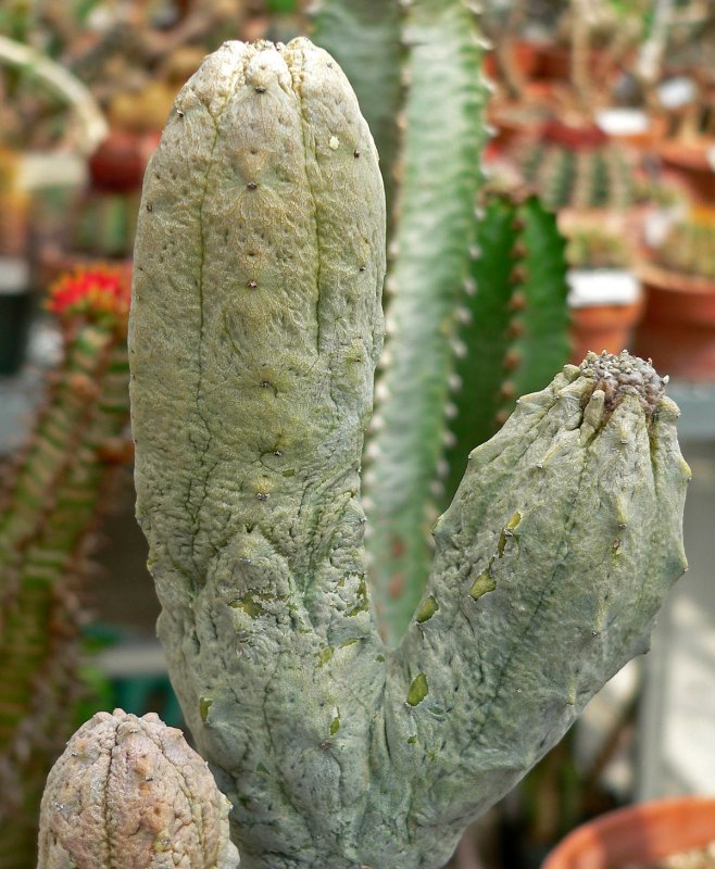 Victoria's Secret mood succulent