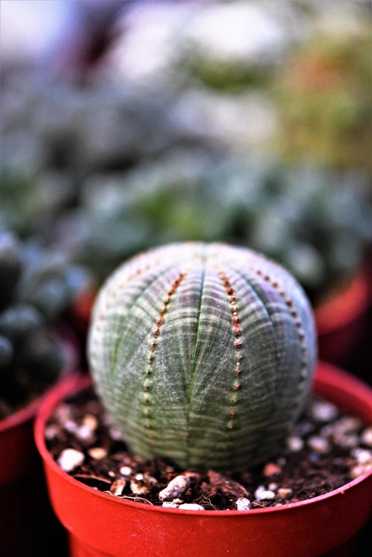 Euphorbia resinifera