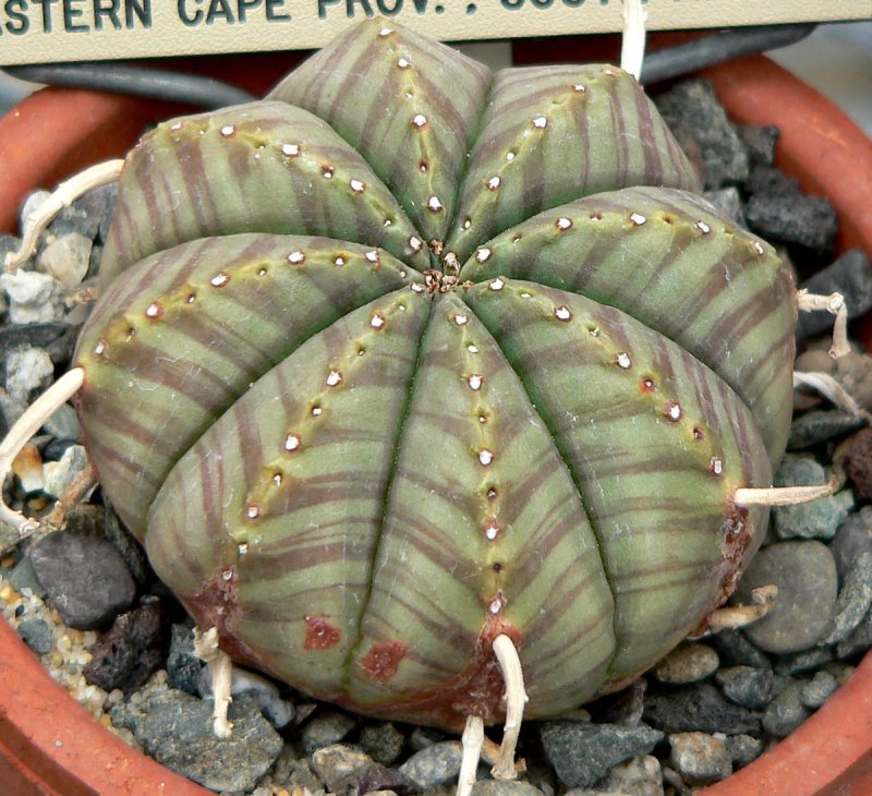 Молочай тучный (Euphorbia obesa)