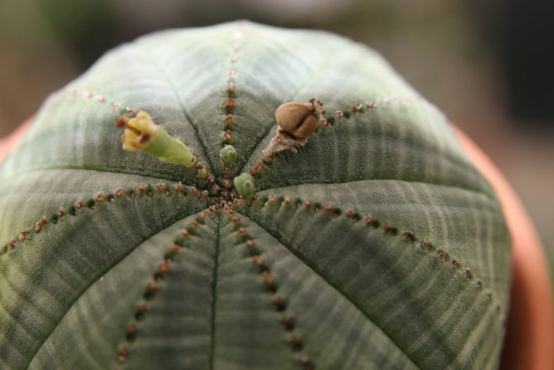 Молочай ощетиненный Euphorbia horrida