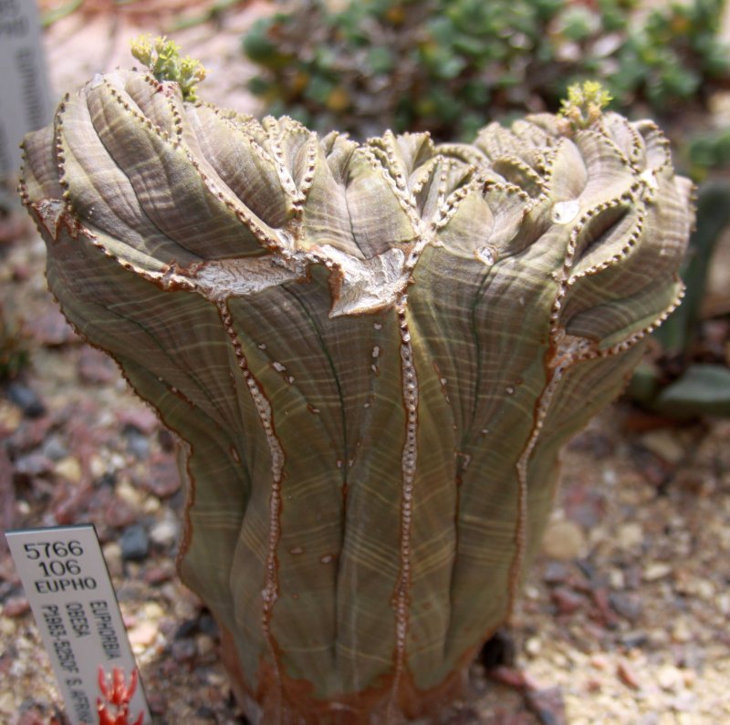 Euphorbia globosa Hybrid