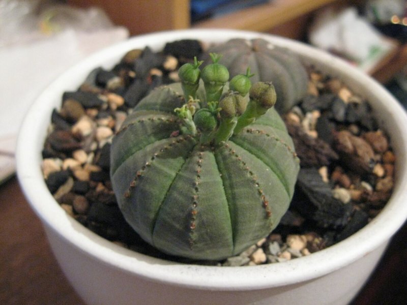 Euphorbia meloformis