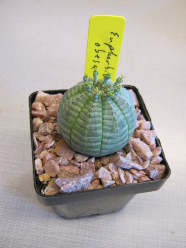 Молочай ощетиненный Euphorbia horrida