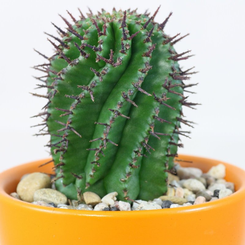 Euphorbia tuckeyana