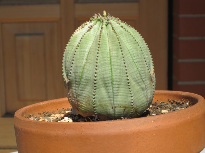 Суккулент Euphorbia obesa