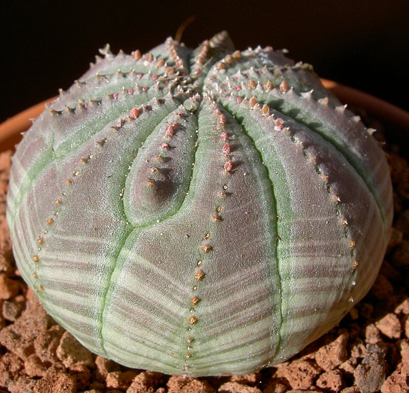 Эуфорбия obesa