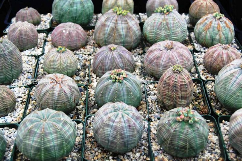 Эуфорбия мелоформис Euphorbia meloformis