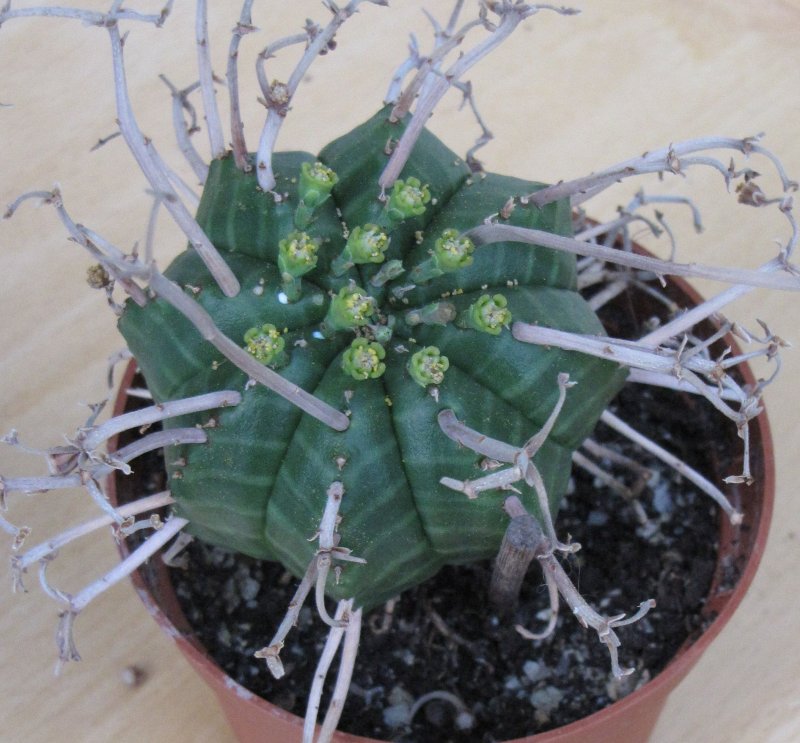 Euphorbia Caput-Medusae